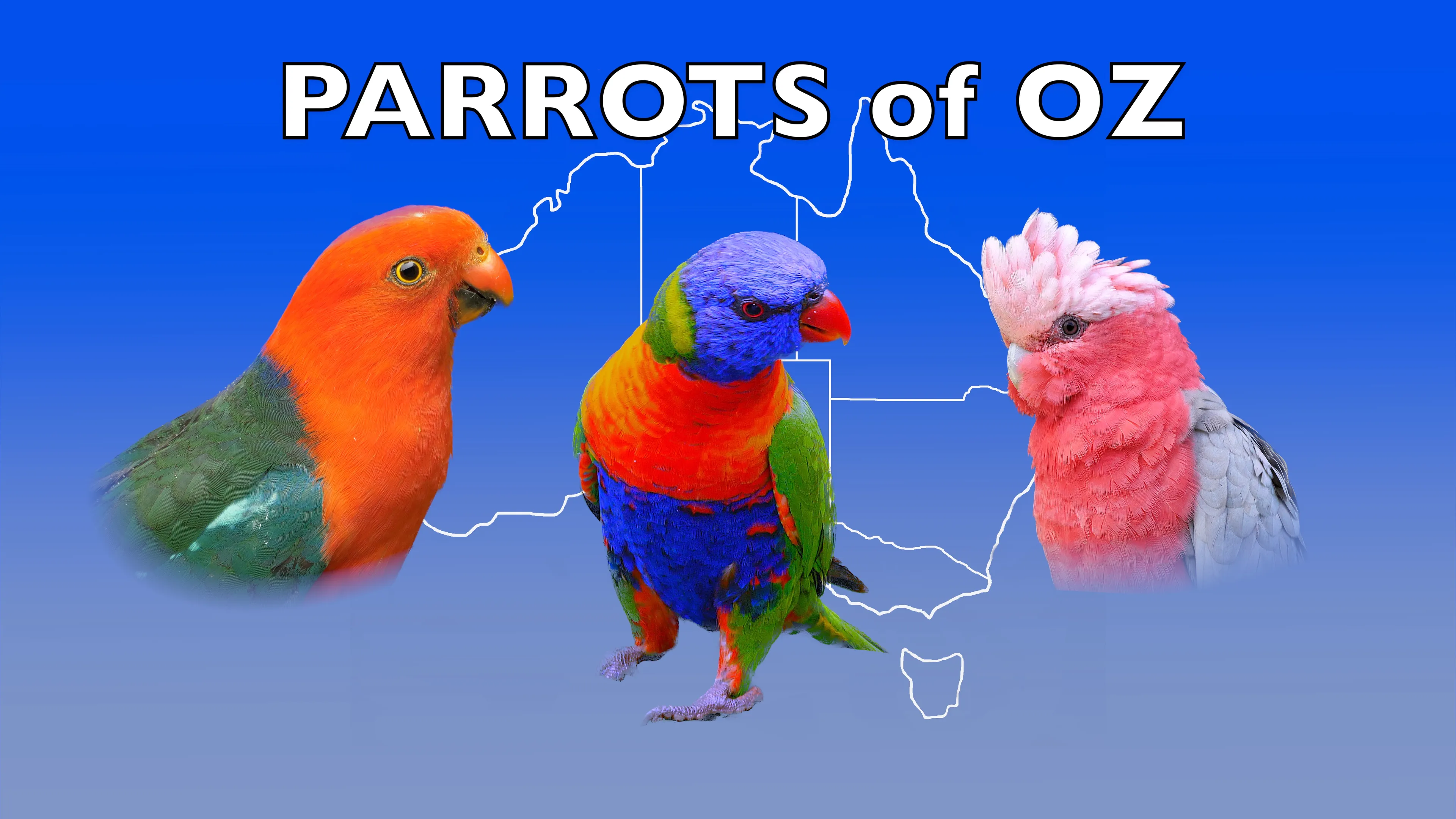Parrots of Oz poster